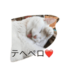 ブラン猫スタンプ①（個別スタンプ：4）