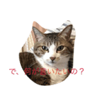 ブラン猫スタンプ①（個別スタンプ：5）