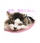 ブラン猫スタンプ①（個別スタンプ：6）