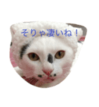 ブラン猫スタンプ①（個別スタンプ：7）