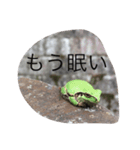 リアルカエルおまけ付き（個別スタンプ：3）