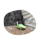 リアルカエルおまけ付き（個別スタンプ：4）