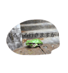 リアルカエルおまけ付き（個別スタンプ：6）