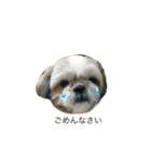 愛犬「ひめ」（個別スタンプ：1）