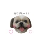 愛犬「ひめ」（個別スタンプ：2）