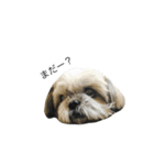 愛犬「ひめ」（個別スタンプ：3）