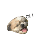 愛犬「ひめ」（個別スタンプ：4）