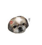 愛犬「ひめ」（個別スタンプ：5）