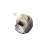 愛犬「ひめ」（個別スタンプ：6）