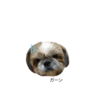 愛犬「ひめ」（個別スタンプ：7）