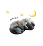 愛犬「ひめ」（個別スタンプ：8）