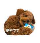 トイプーの気持ち①（個別スタンプ：6）