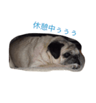 パグのあんころ（個別スタンプ：3）