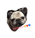 パグのあんころ（個別スタンプ：4）