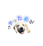 ごーるでんむっぎー（個別スタンプ：3）