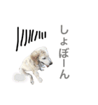 ごーるでんむっぎー（個別スタンプ：10）