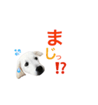 ごーるでんむっぎー（個別スタンプ：13）
