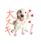 ごーるでんむっぎー（個別スタンプ：16）