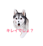 わたしはキャンディ！（個別スタンプ：2）