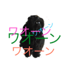 ポメプーチコ（個別スタンプ：2）