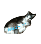 愛猫 キャンディ（個別スタンプ：1）