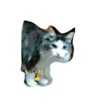 愛猫 キャンディ（個別スタンプ：5）