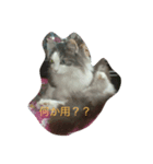 愛猫 キャンディ（個別スタンプ：6）