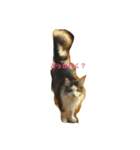 愛猫 キャンディ（個別スタンプ：7）