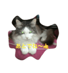 愛猫 キャンディ（個別スタンプ：8）