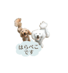 トイプー麦とマルプー茶茶（個別スタンプ：1）