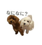 トイプー麦とマルプー茶茶（個別スタンプ：4）
