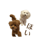 トイプー麦とマルプー茶茶（個別スタンプ：5）