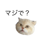 ポテ猫なのだ（個別スタンプ：9）