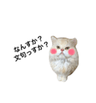 ポテ猫なのだ（個別スタンプ：13）