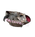 セバスチャンのスタンプ（個別スタンプ：6）