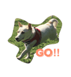 番犬アイビー（個別スタンプ：1）