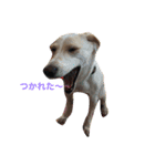 番犬アイビー（個別スタンプ：2）