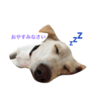 番犬アイビー（個別スタンプ：3）
