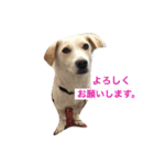 番犬アイビー（個別スタンプ：4）