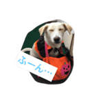 番犬アイビー（個別スタンプ：8）