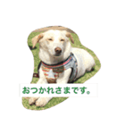 番犬アイビー（個別スタンプ：10）