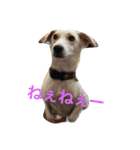番犬アイビー（個別スタンプ：11）