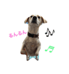 番犬アイビー（個別スタンプ：12）