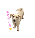 番犬アイビー（個別スタンプ：15）