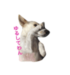 番犬アイビー（個別スタンプ：16）
