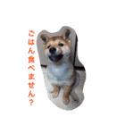 柴犬げんの野望（個別スタンプ：1）