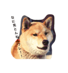柴犬げんの野望（個別スタンプ：2）