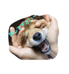 柴犬げんの野望（個別スタンプ：3）