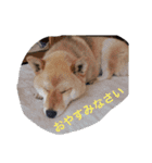 柴犬げんの野望（個別スタンプ：4）