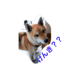 柴犬げんの野望（個別スタンプ：5）